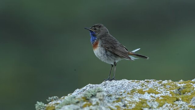 Male Bluethroat with the first light of dawn in the breeding season on a rock in his territory