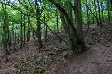 Obraz premium Hoganas, Sweden Hikers on the Kullaleden hiking trail in south west Sweden.