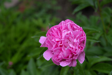 Fototapeta premium garden flower pink peony bloomed in spring, it is tender and beautiful