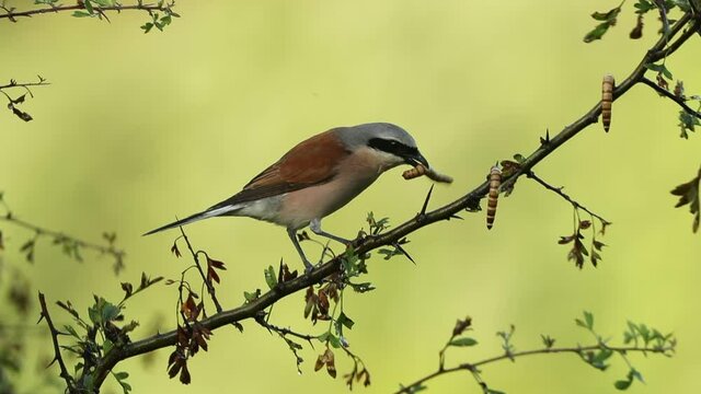 Male Red-backed shrike with the first light of dawn at his favorite watchtower in the breeding season