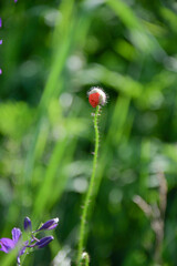 red poppies bloom in the fields and on the roadside in summer
