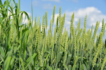 in the summer, green spikelets of malt have grown on the field, malt ripens in the summer on the field