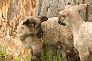 Naklejka premium A herd of sheeps with their cute lambs in the meadow