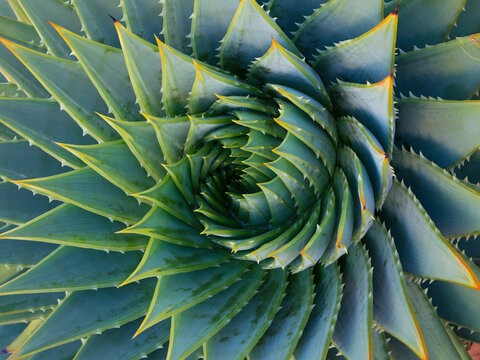 Spiral Aloe vera, closeup