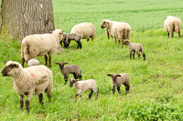 Naklejka na ściany i meble A herd of sheeps with their cute lambs in the meadow