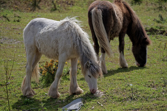 Irish Cob horses grazing in the pasture
