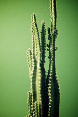 Cactus close up