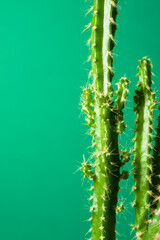 Cactus close up