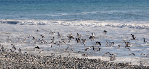 les mouettes sur la plage à plovan  en Finistère Bretagne France	