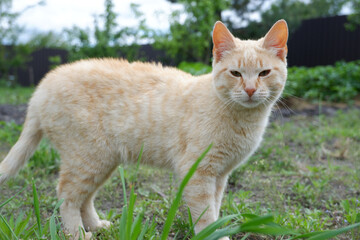 A ginger cat walks relaxed in the yard on the grass.
