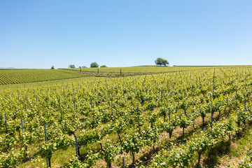 Fototapeta na wymiar vineyard in Breisgau Germany region fly over
