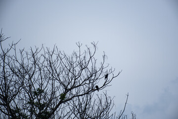 branches against blue sky