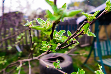 plant