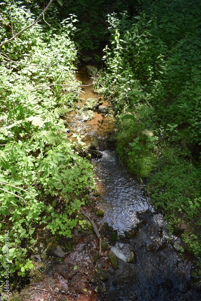 Wall mural wilde Wolfsschlucht in der Eifel