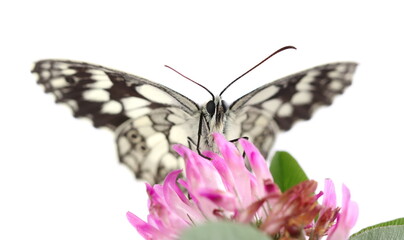 Chess board butterfly on clover, trefoil flowers isolated on white background 