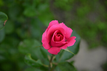 Fototapeta premium bright, beautiful rose flower, growing in the garden, Sunny day.