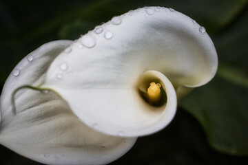 Perfect spiral on a calla petal with some waterdrops