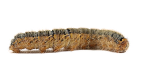 Orange black caterpillar isolated on white background