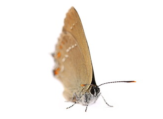Small Heath butterfly, Coenonympha pamphilus isolated on white background