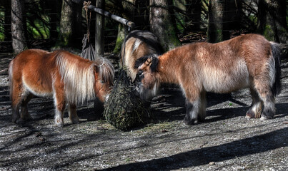 Three red-haired ponies eating hay in the enclosure	
