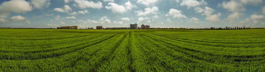 Endless field of young wheat with city buildings and cloudy sky on the horizon.