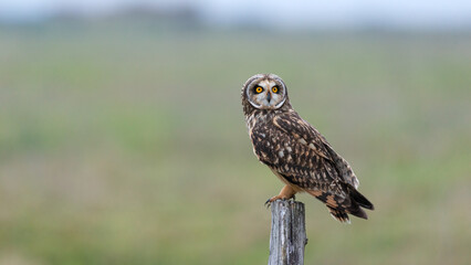 Short eared owl (Asio flammeus) with yellow eyes perched on fence post in farm pastures