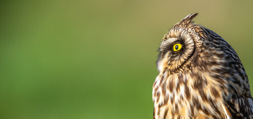 Short-eared owl Asio flammeus head closeup looking left isolated on plain green background