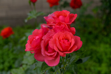 bright, beautiful rose flower, growing in the garden, Sunny day.
