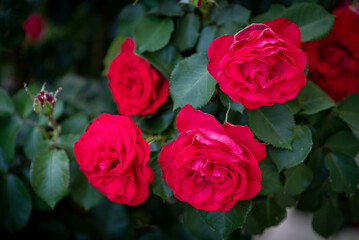 Rose Rosse