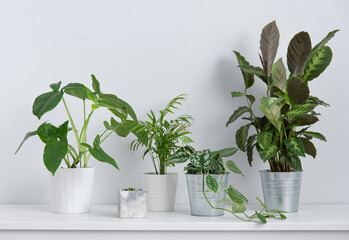 Scandinavian concept.  Some beautiful house plants flowers  in white and metal pots on white table. Front view and copy  space