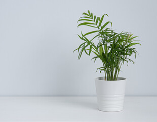  Beautiful house plant palm  in white  pot on white table. Front view and copy  space