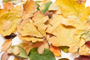 Colorful leaves of autumn trees on the ground, green, yellow, red. High quality photo