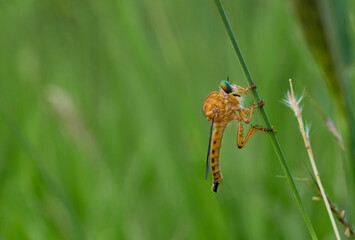 Insect on a blade of grass