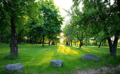 City park with green grass and trees at sunset light