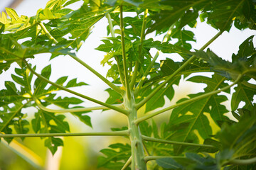 Obraz premium a beautiful papaya tree with a sturdy stalk and shady leaves in the orchard of Thailand.