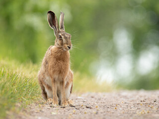Feldhase sitzt auf einem Feldweg 