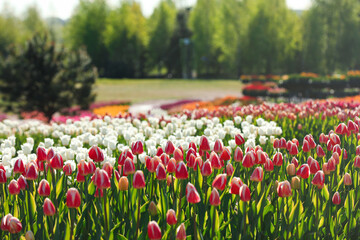 Beautiful view of field with blossoming tulips on sunny day
