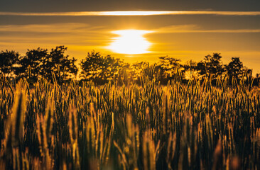 Closeup of rye field at sunset