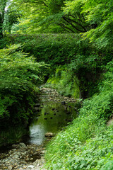 Fototapeta premium 綺麗な小川