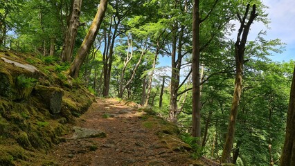 footpath in the forest