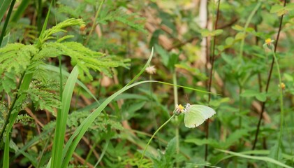 The way of life of butterlies in the daytime
