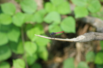dragonfly in nature