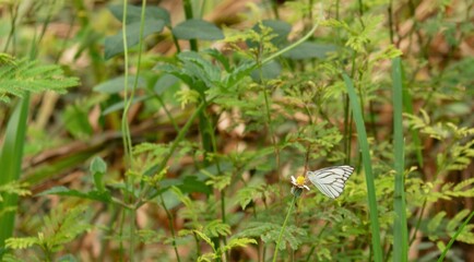 The way of life of butterlies in the daytime