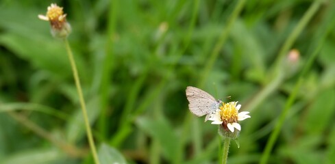 The way of life of butterlies in the daytime