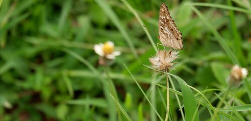The way of life of butterlies in the daytime