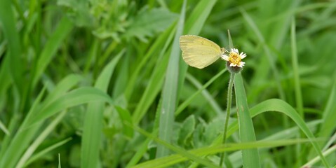 The way of life of butterlies in the daytime