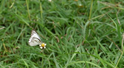 The way of life of butterlies in the daytime
