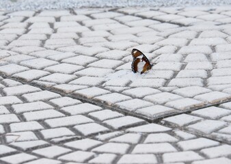 The way of life of butterlies in the daytime