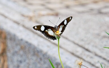 The way of life of butterlies in the daytime