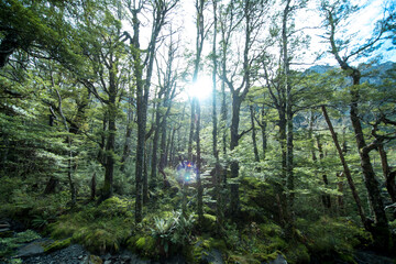 Cascade Track on Nelson Lakes National Park, New Zealand